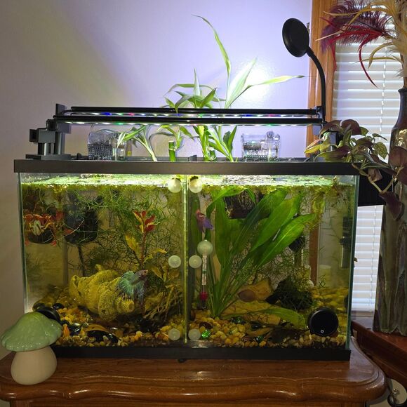 Aqua Hydroponic Aquarium KIT Staggered Light Risers Water Purifying Baskets Pots - Picture 1 of 11